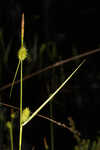 Sulphur sedge